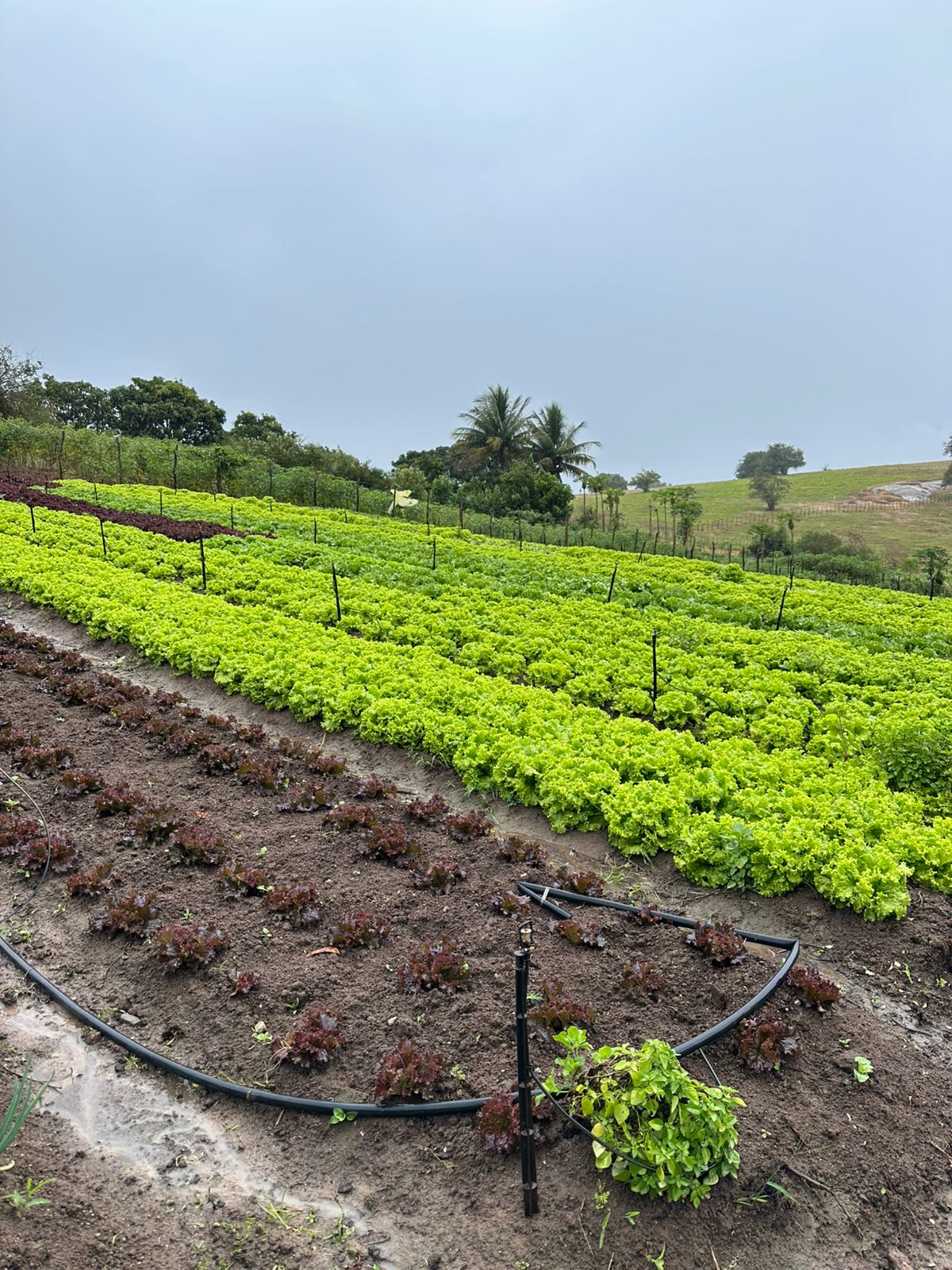 Imagem: Divulgação