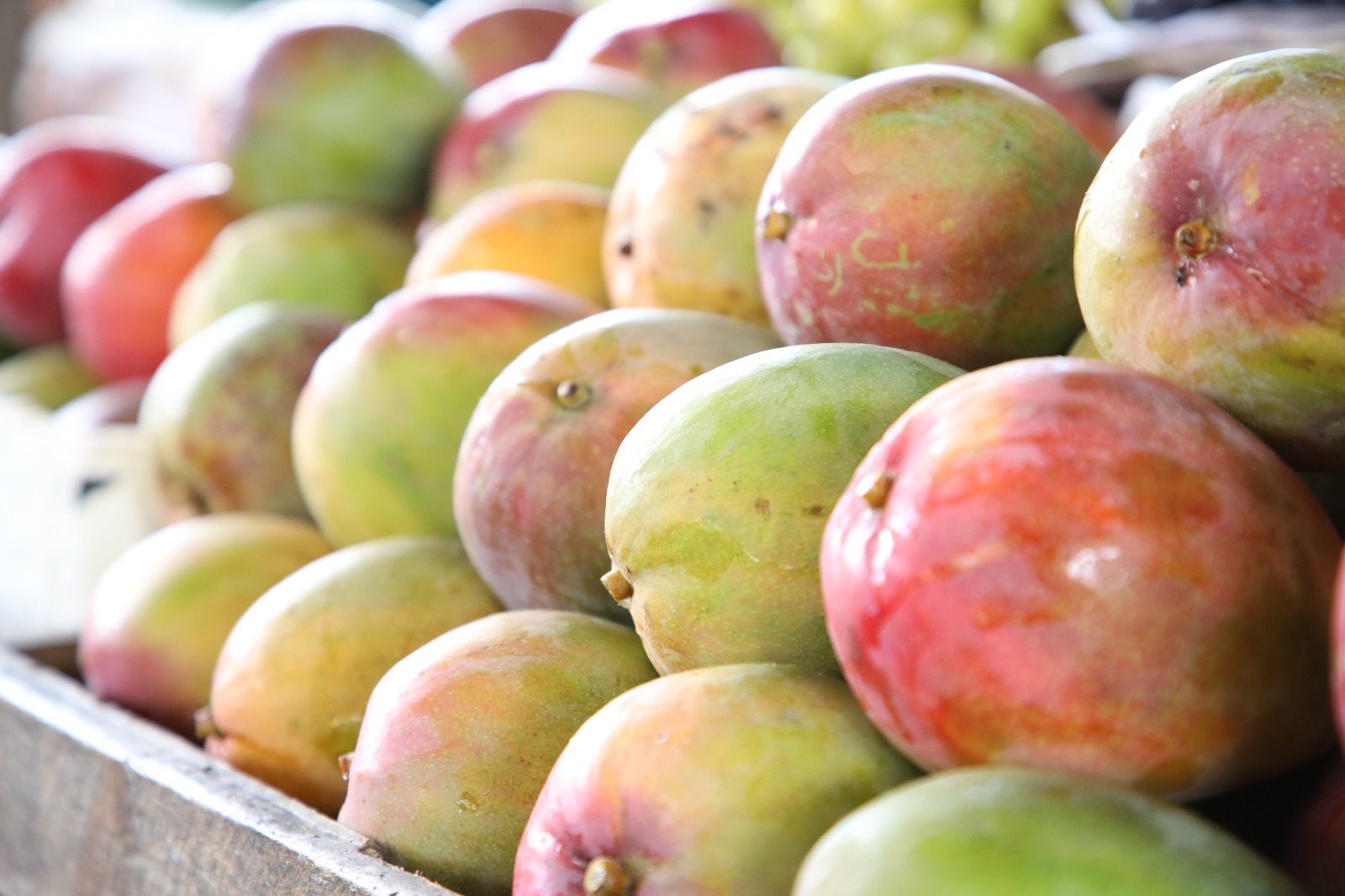 Foto: Tony Holanda/Adepe